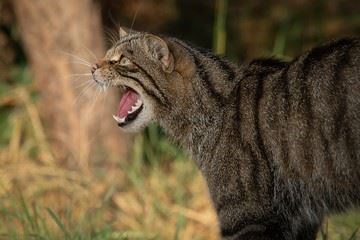 Scottish Wildcats are being introduced into the wild in the Cairngorms but project needs to be sustainable.