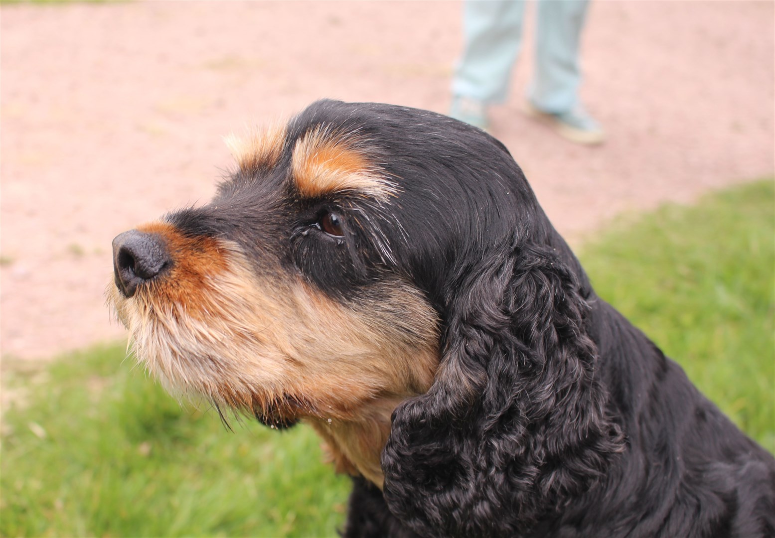 Another regular pooch on the Clarity Walk trips is Lily-Mae.