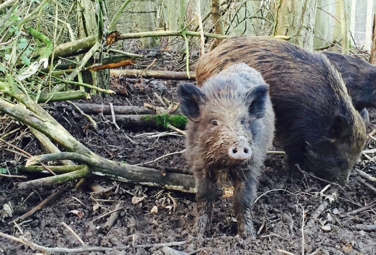 Feral pigs can spread disease and cause significant damage to farmland.
