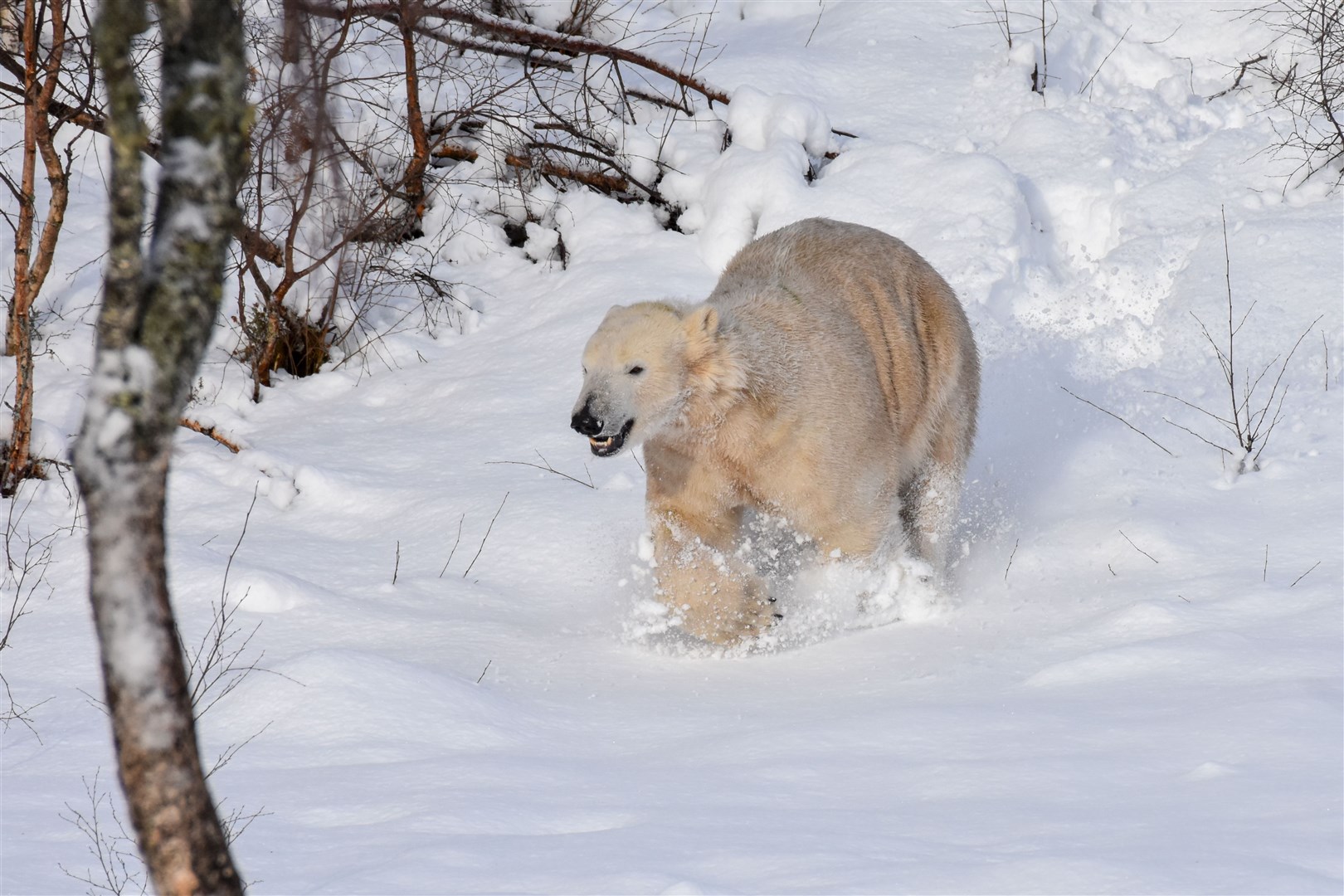 Hamish has fun in the snow.