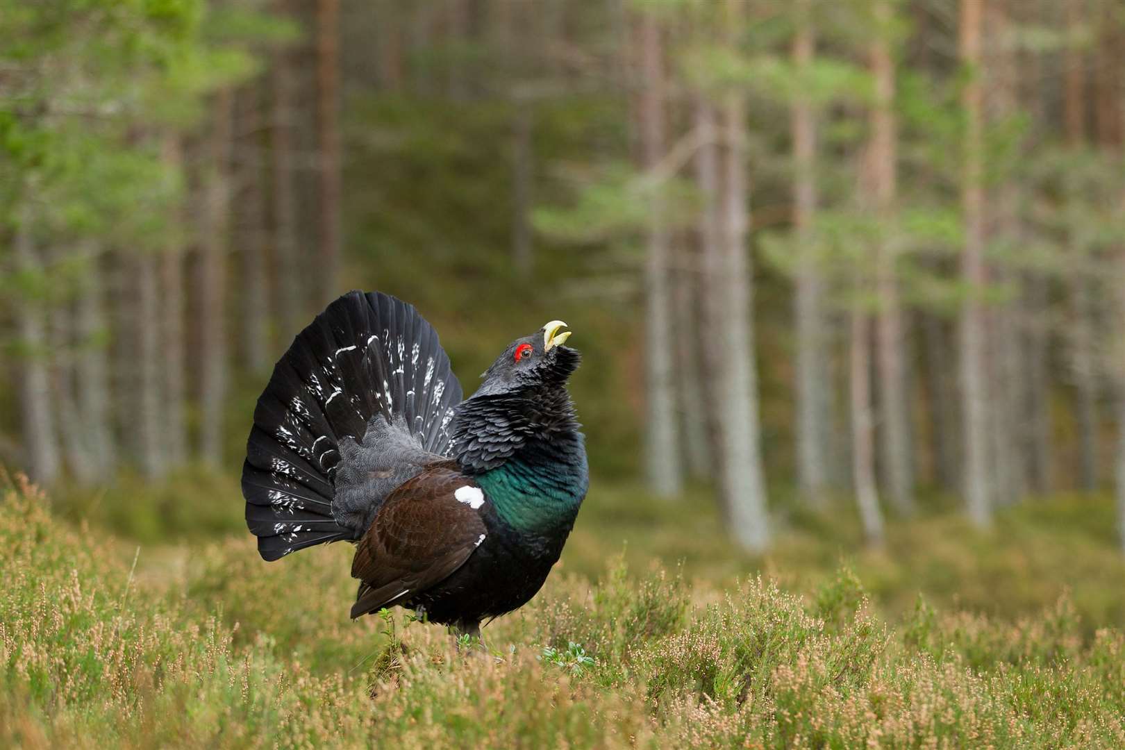 Capercaillie (Tetrao urogallus) adult male displaying in pine woodland in the Cairngorms National Park.