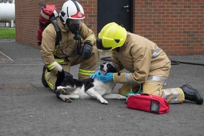 Oxygen masks designed specifically for pets are being rolled out across Scotland thanks to charity and its supporters.