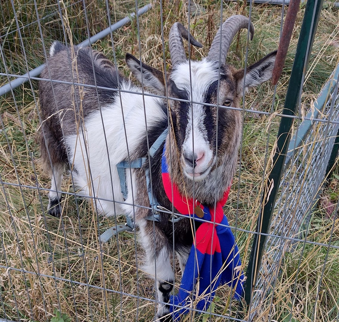 Bleating brilliant! Goaty McGoat Face was at the ground, predicting the result correctly Picture: Tom Ramage