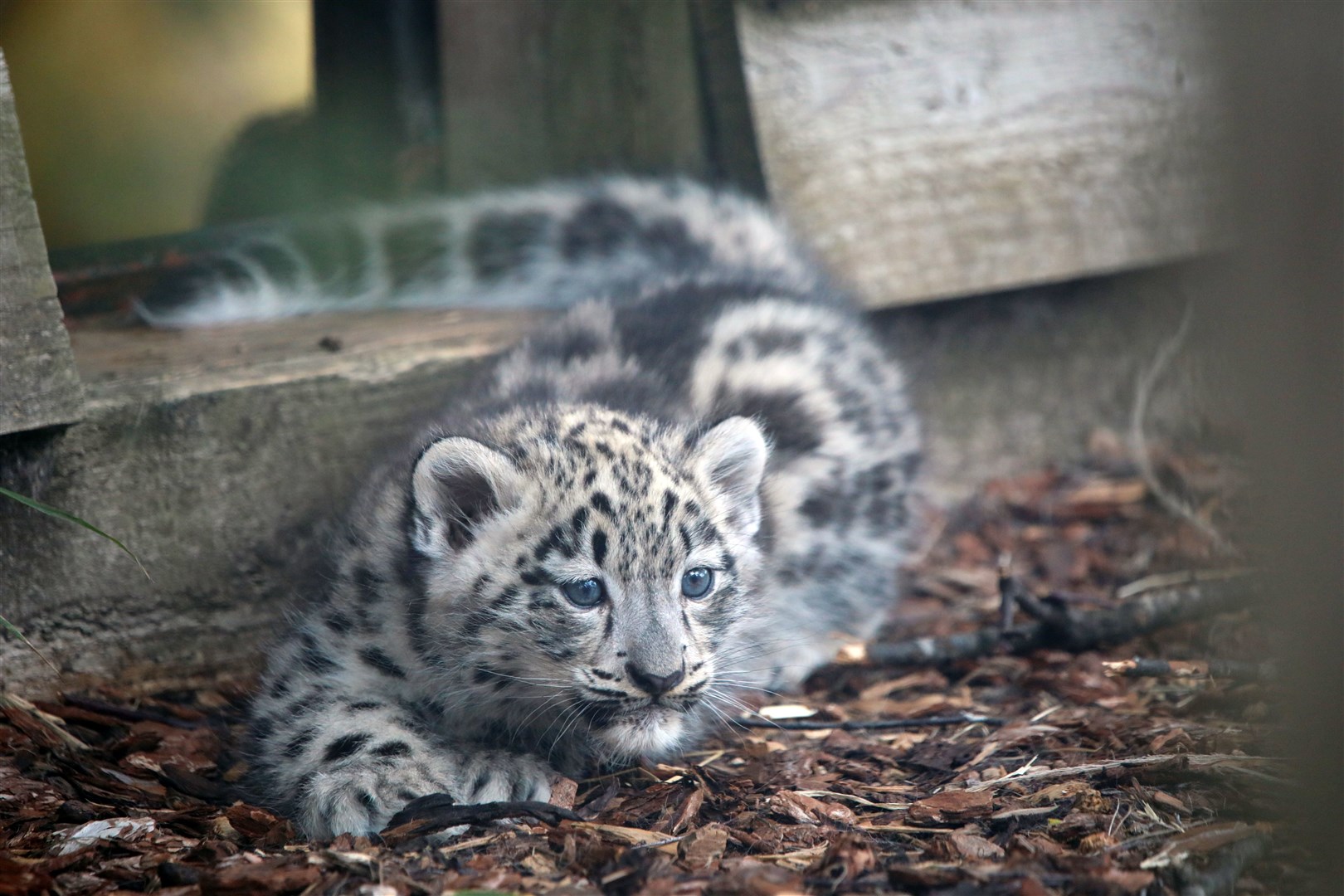 One of the cubs which are now nearly three months old. Picture: RZSS.