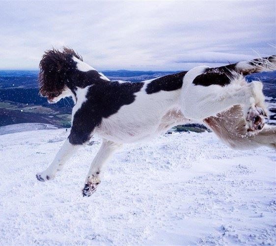 Talisker loves to get out into the hills.
