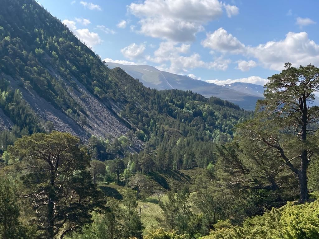 FLS ecology intern Rossina Parvanova took the new image of the forest area from Ryvoan Pass, which shows how the woodland has expanded since 1984.