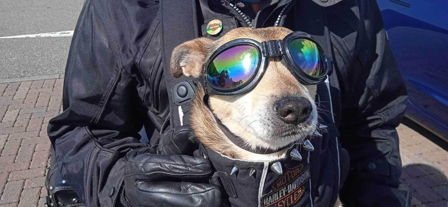 Harley the Dug: a favourite face at the annual ride-out. His Highland owner likes anonymity the 14-year-old said he was happy to be named yesterday as rehearsals took place in Aviemore for the big ride-out tomorrow at noon. Picture: David Macleod