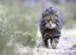 Highlands is renowned for its wealth of wildlife such as the Scottish Wildcat