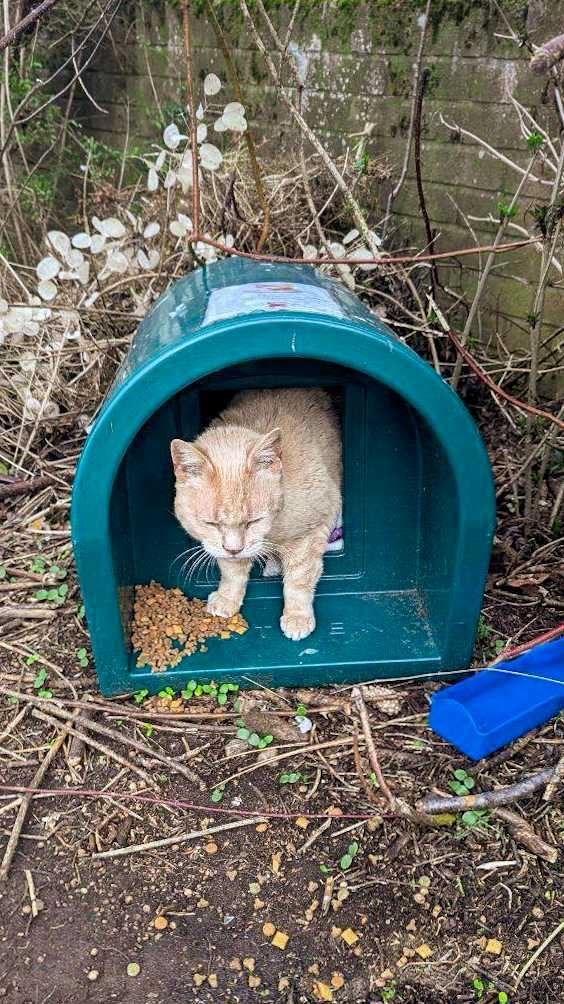 HOME SWEET HOME: Mango happy in the 'house' which was made for her by the road she loved to sit by.