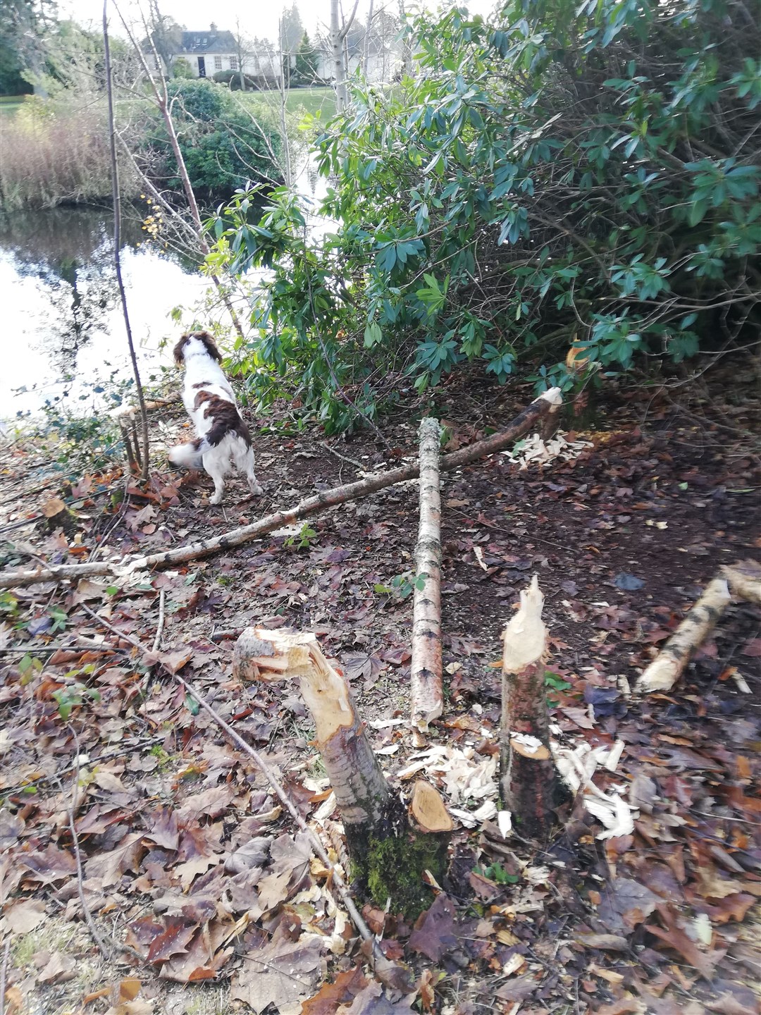 Damage done by beavers at Gleneagles.