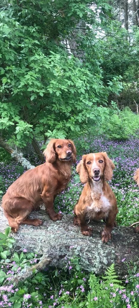 Stolen from near Crieff, where Maggie was recovered, are these two cocker spaniels