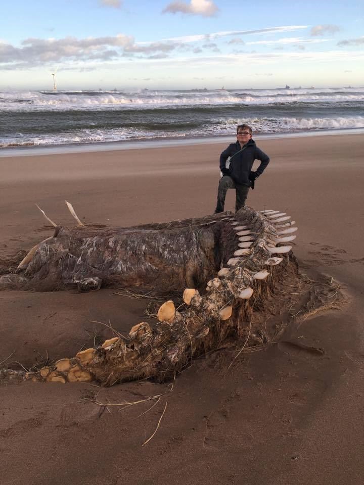 A photograph of the washed up skeleton has been posted online by Fubar News