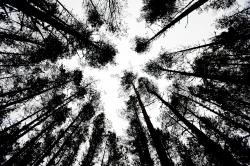 Trees, Inverness Courier