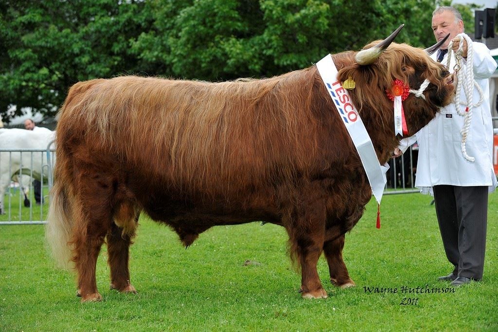 The Culfoich herd will participate at the National Show which takes place in Turriff.