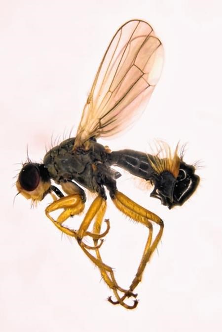 Visit Scotland, says this insect