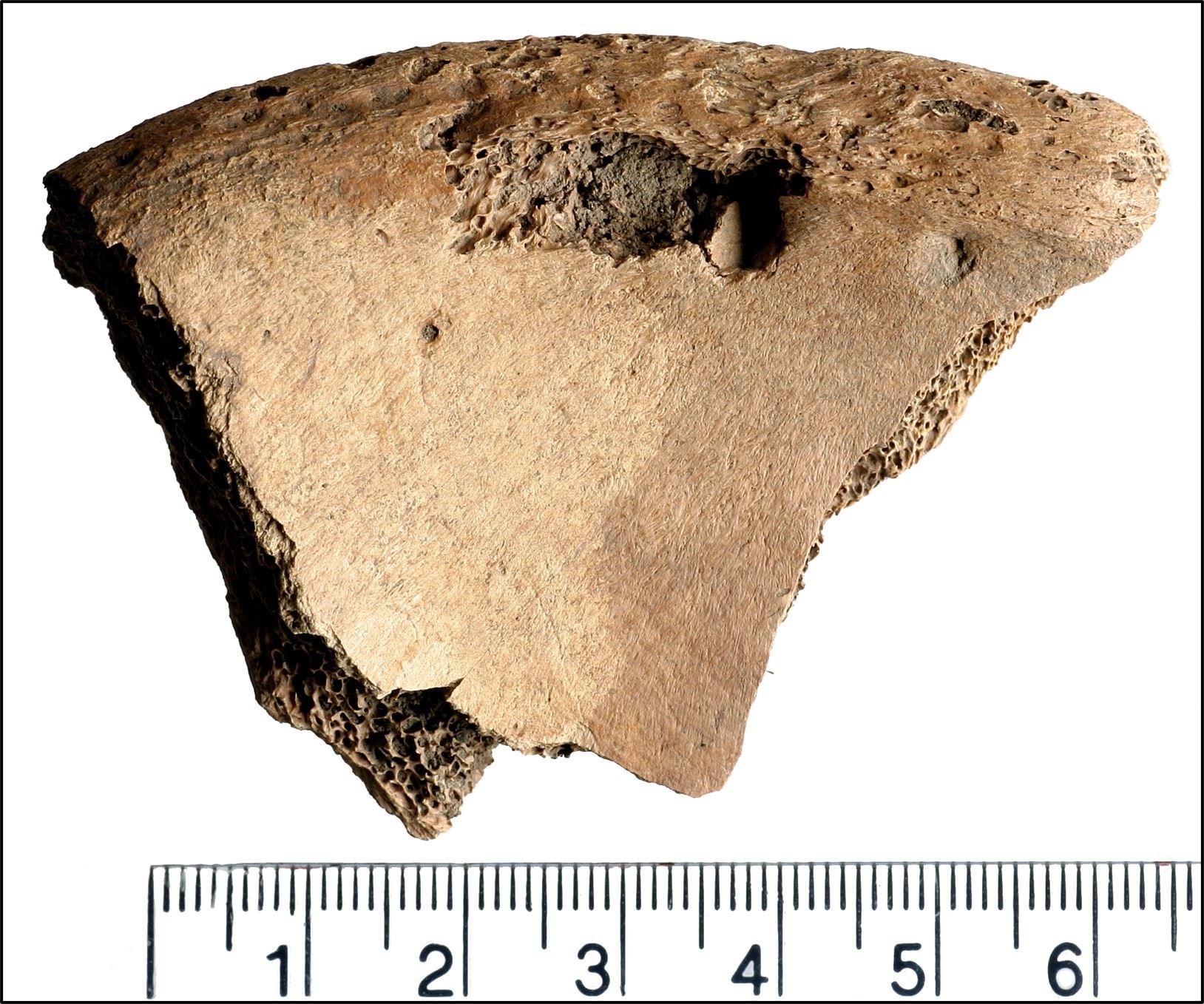 Undated handout photo issued by Durham University of bite marks from a large cat found on the left iliac spine of a Roman-era skeleton in York (Durham University/PA)