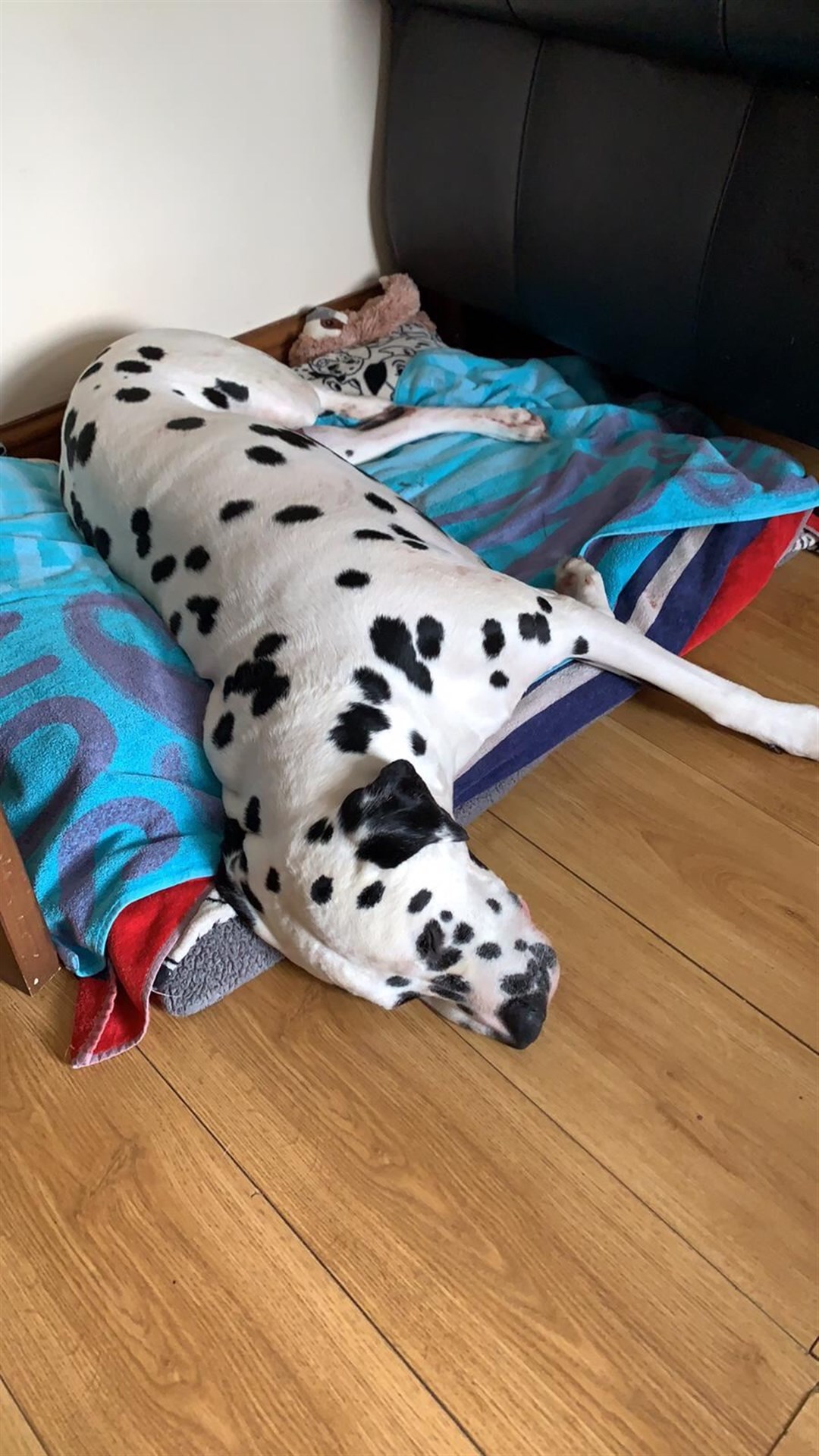 Rio was given lifesaving treatment by the PDSA (Family handout/PDSA)