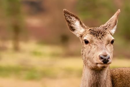 Motorists are being warned that deer could be in the road at this time of year