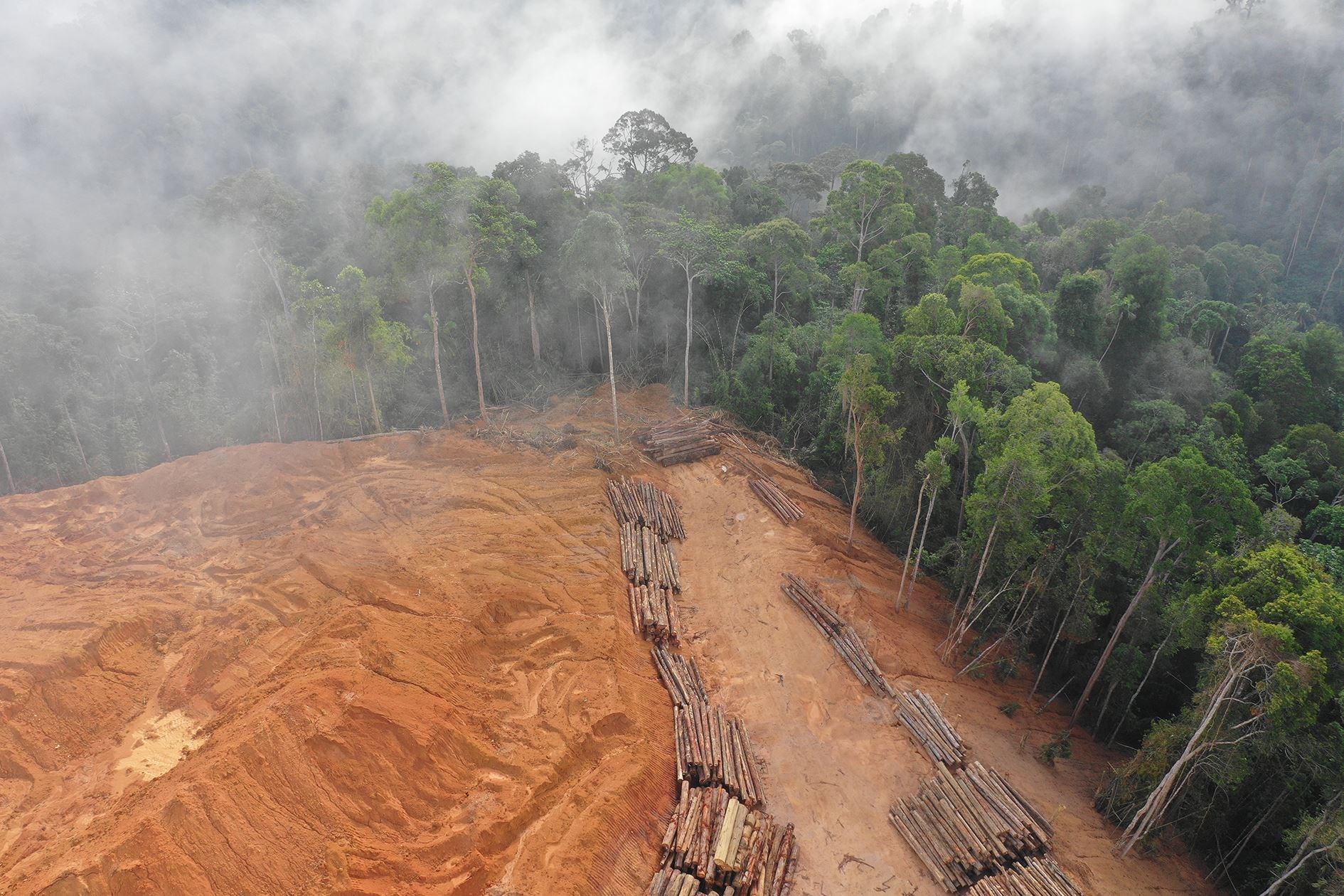 Deforestation in the Amazon rainforest can not be blamed on Brazil alone.