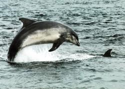 Bottlenose dolphin