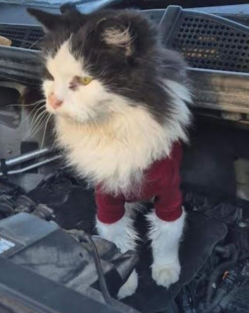 The cat that hitched a ride in the Compass works van.