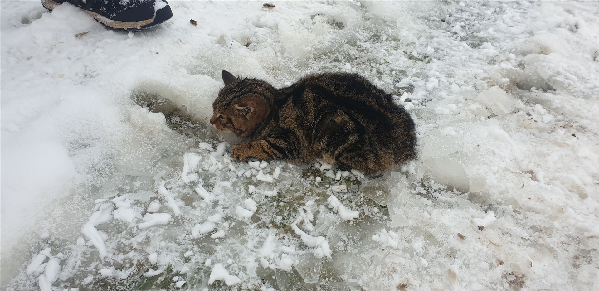 Huntleigh had been found freezing and distressed, and gained attention from sheep.