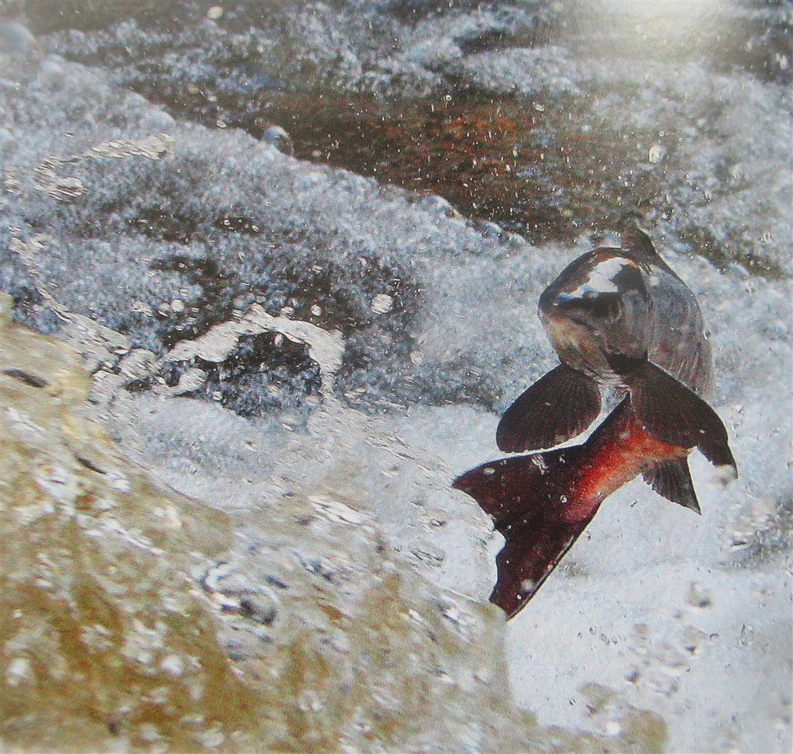 A leaping salmon. Picture: David Lambie.