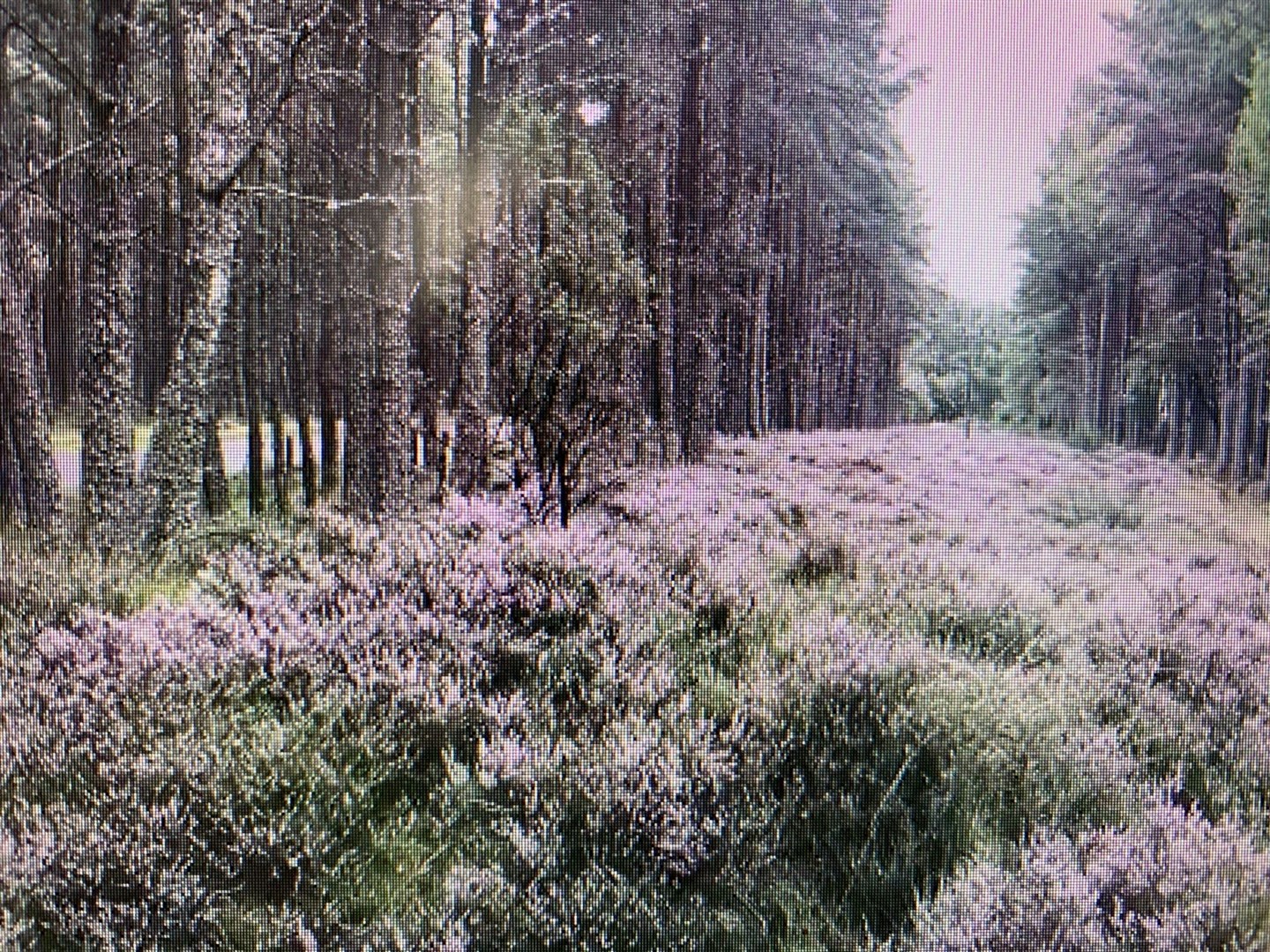 Part of School Wood which has a series of informal paths used by walkers, runners and dog walkers.