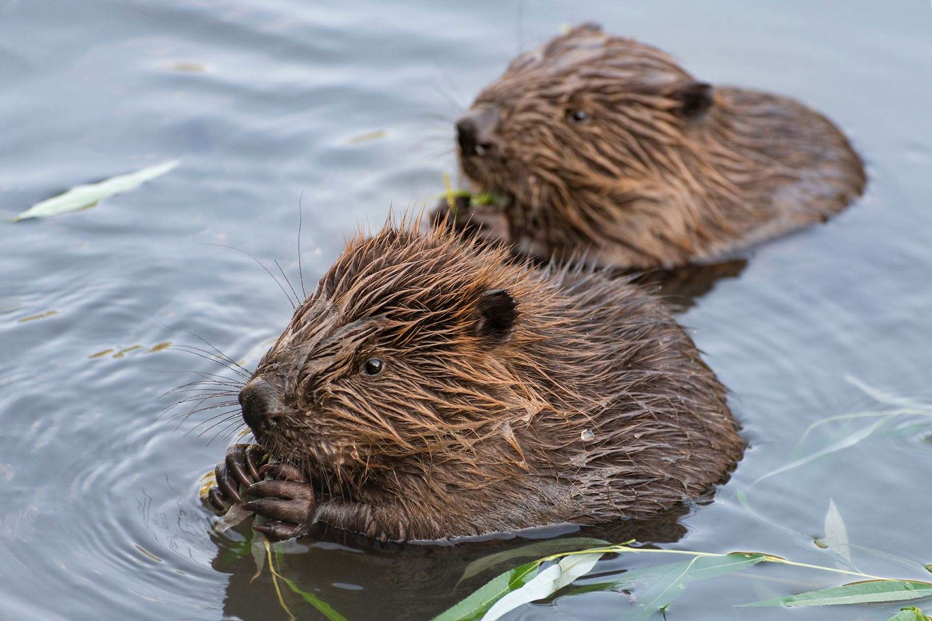 A decision is expected very soon on the return of beavers to Badenoch and Strathspey.