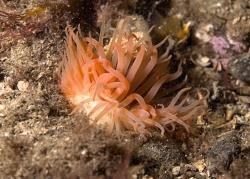 Flame shell at Loch Broom