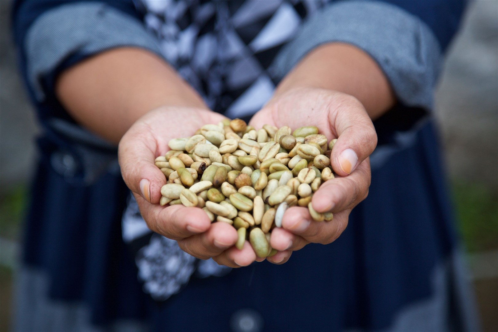 A farmer holding coffee beans (James Robinson/Fairtrade Foundation/PA)