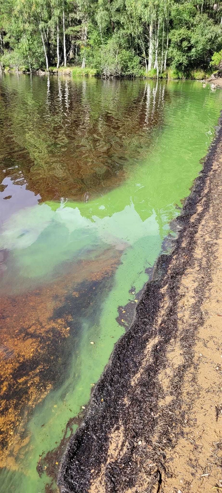 Beware: it IS blue-green algae at Loch Garten, as feared. Picture: Julie Porteous