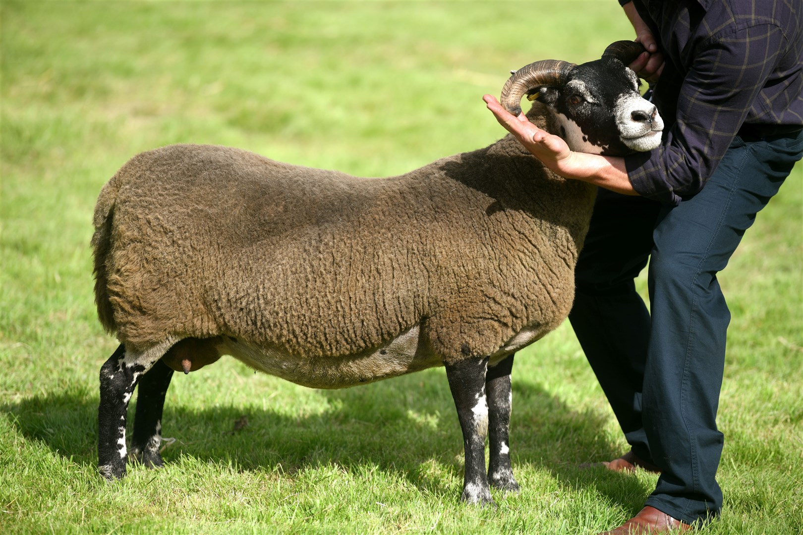 Just champion: the Duncans from Glenlivet produced the blackface and interbreed champion on Thursday. Picture: James Mackenzie.