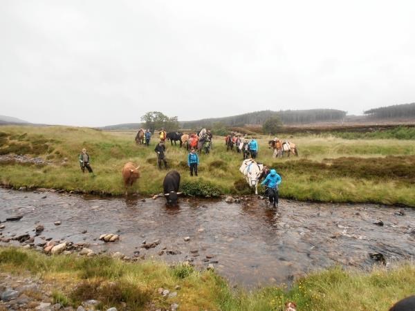 Cattle crossing the burn at Corinstilmore near Drumguish, Glenfeshie during the trip