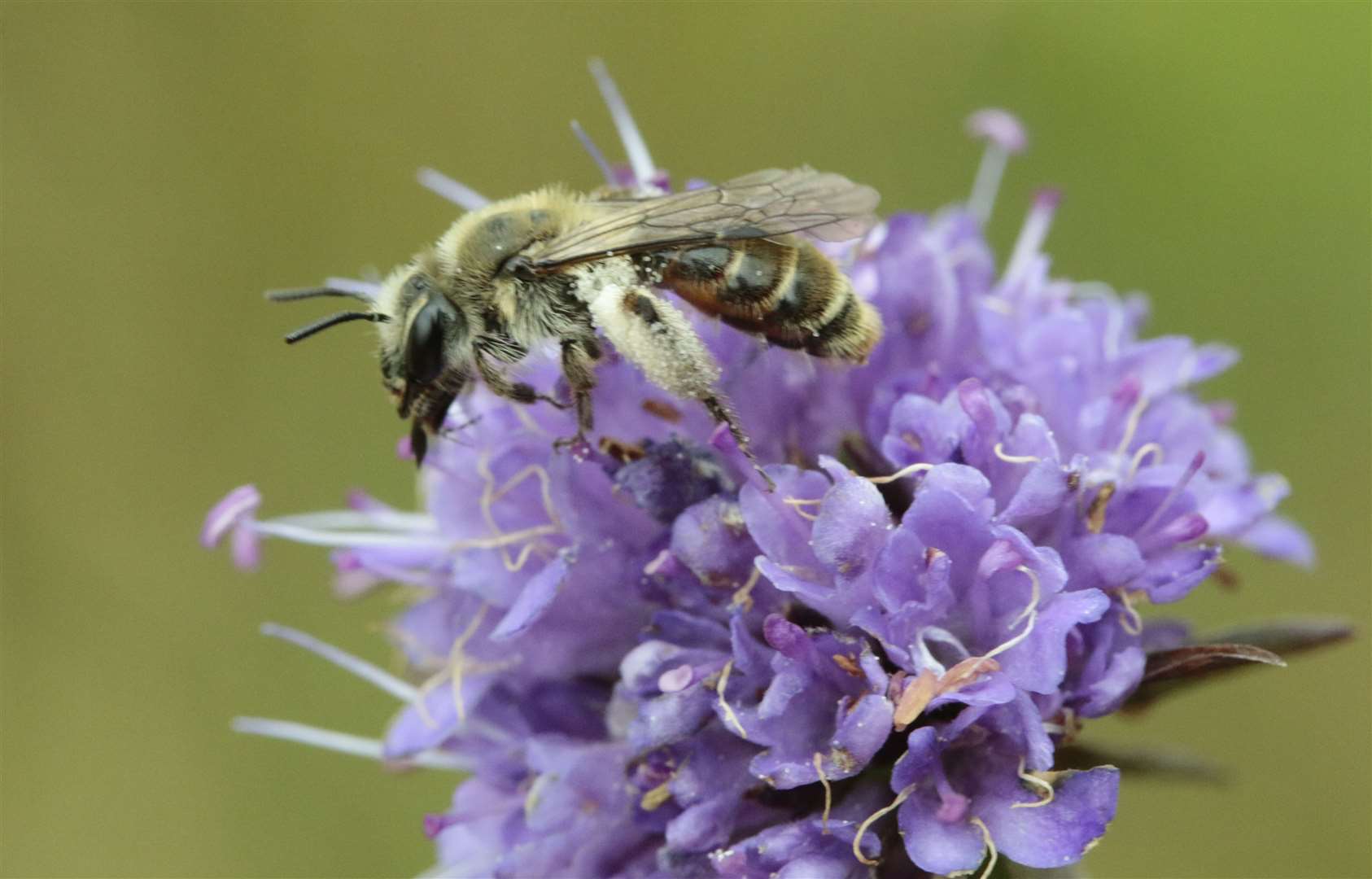 The Small Scabious Mining Bee. Picture: BSCG.