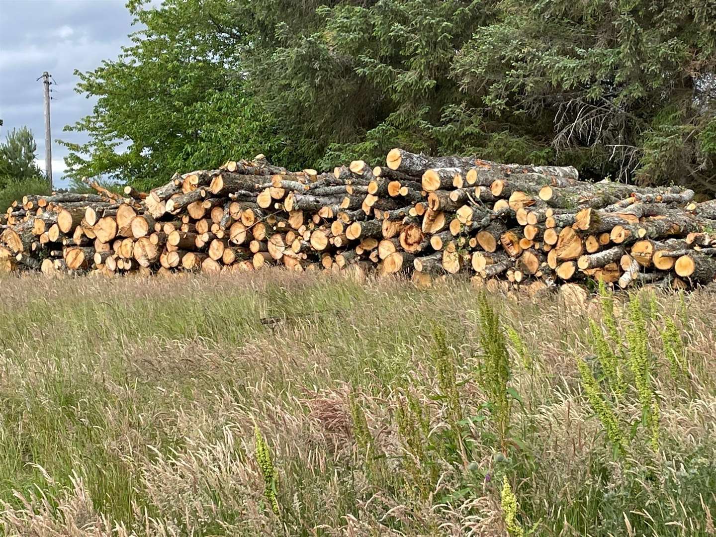Some of the felled trees stacked up on the edge of the woods near the Spey Valley Golf Course clubhouse.