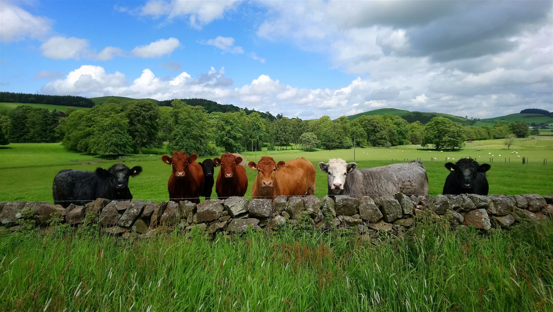 The Scottish Government is keen to encourage more farmers and crofters to gain the benefits of growing trees. Photo: Jayne Adamson