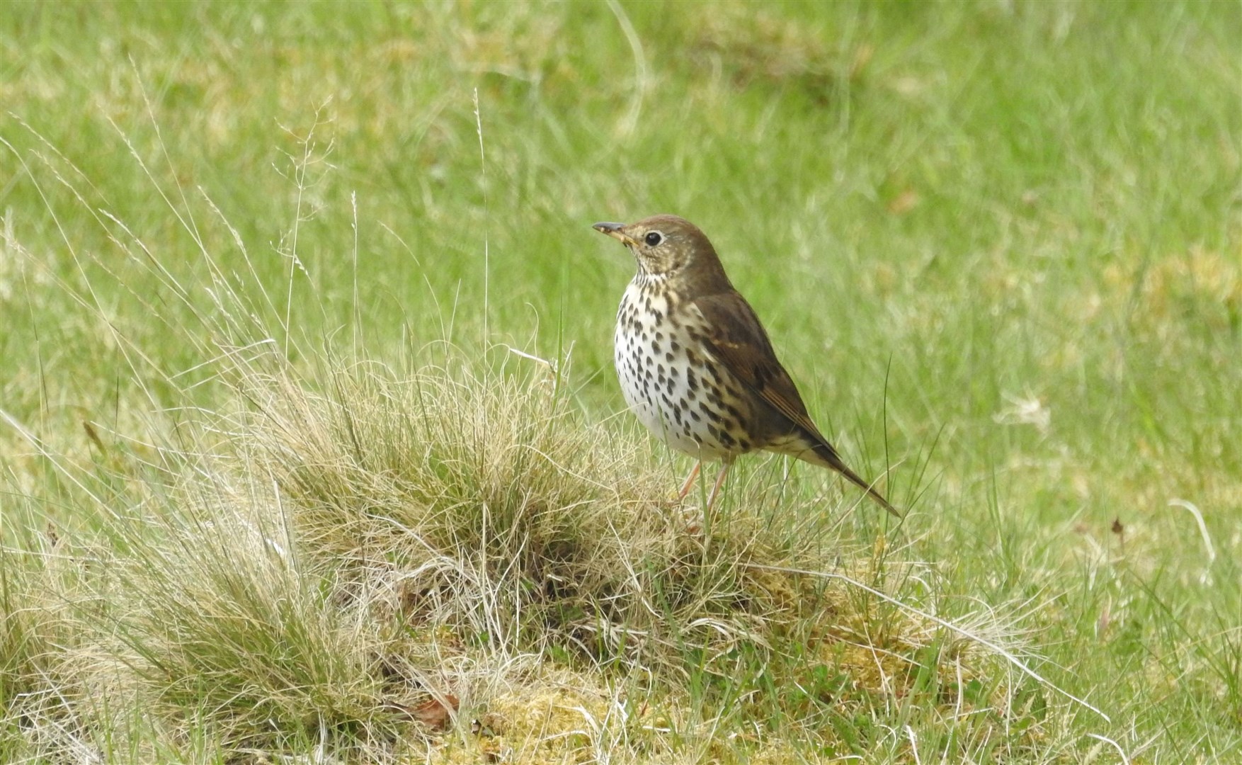 Most of the underparts of the song thrush are spotted black with dark spots especially on the breast being rather arrow shaped unlike the more round blotches of the larger mistle thrush. Song thrush winter migrants from northern Europe are among the most hunted of birds in the southern Mediterranean. Picture: Gus Jones.