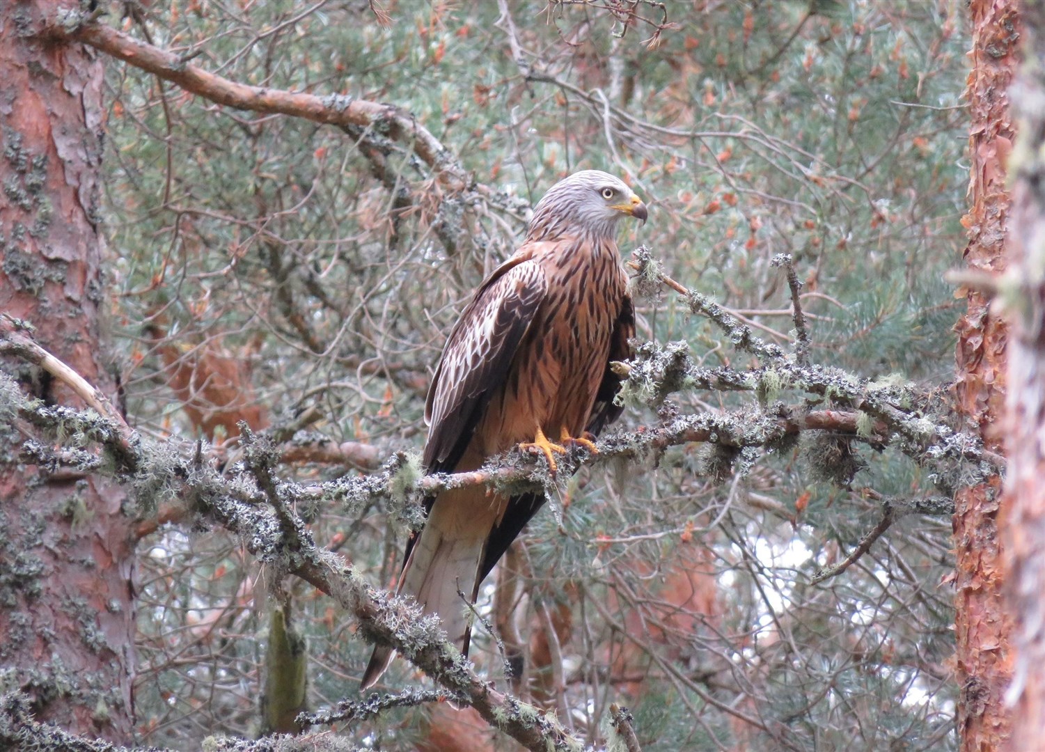 SITTING PRETTY: A red kite safely perched in the park. Picture: David Pierce