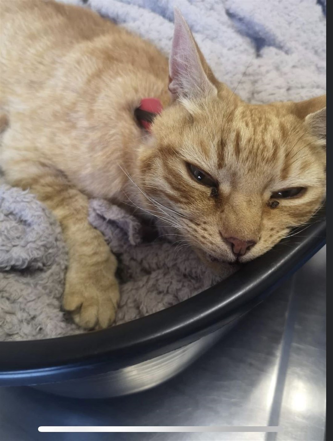 Nuke the cat remains in a serious condition.