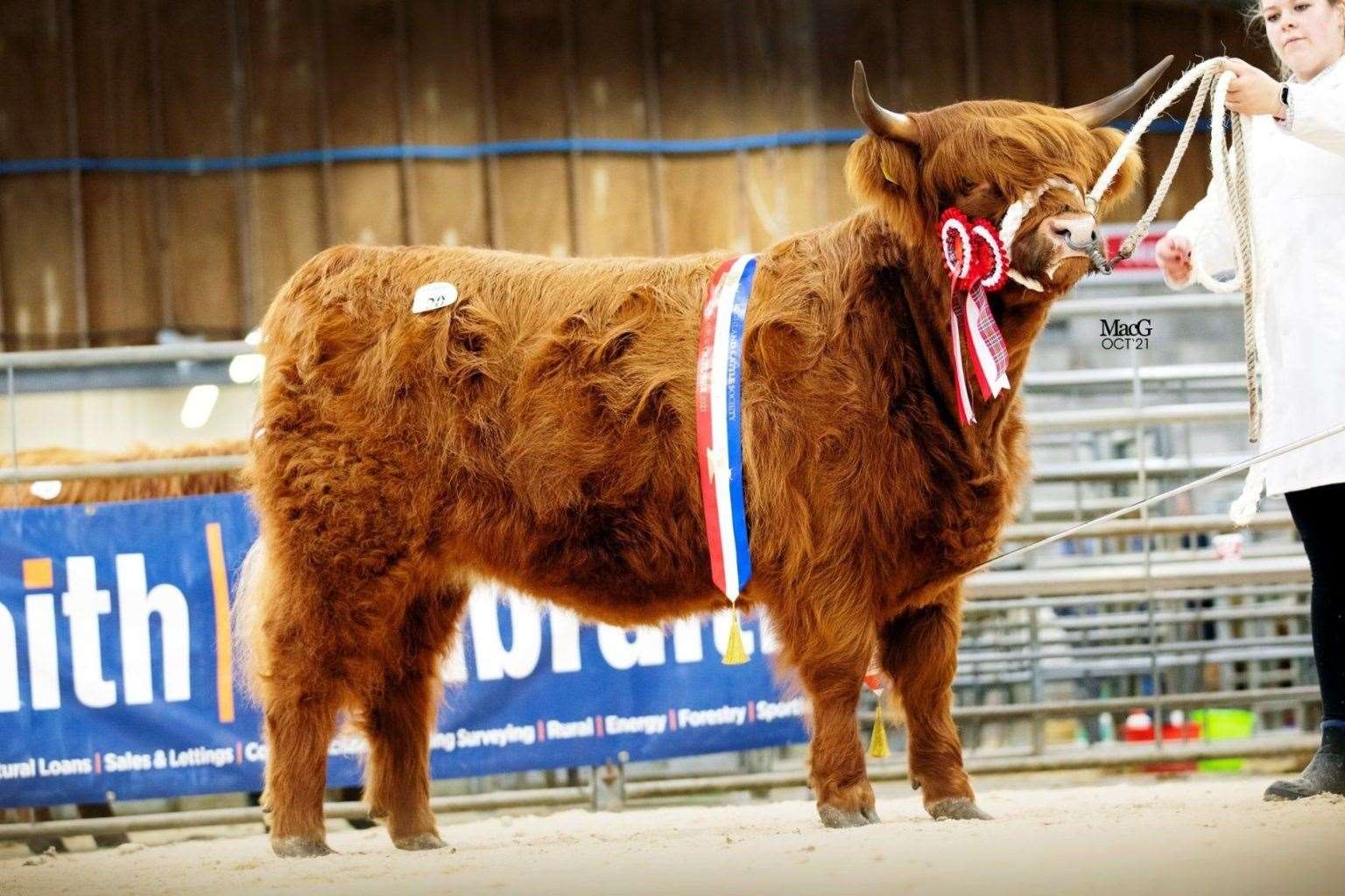 The Culfoich herd will participate at the National Show which takes place in Turriff.