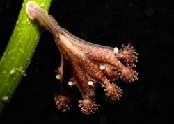 A stalked jellyfish which inhabits seagrass blades