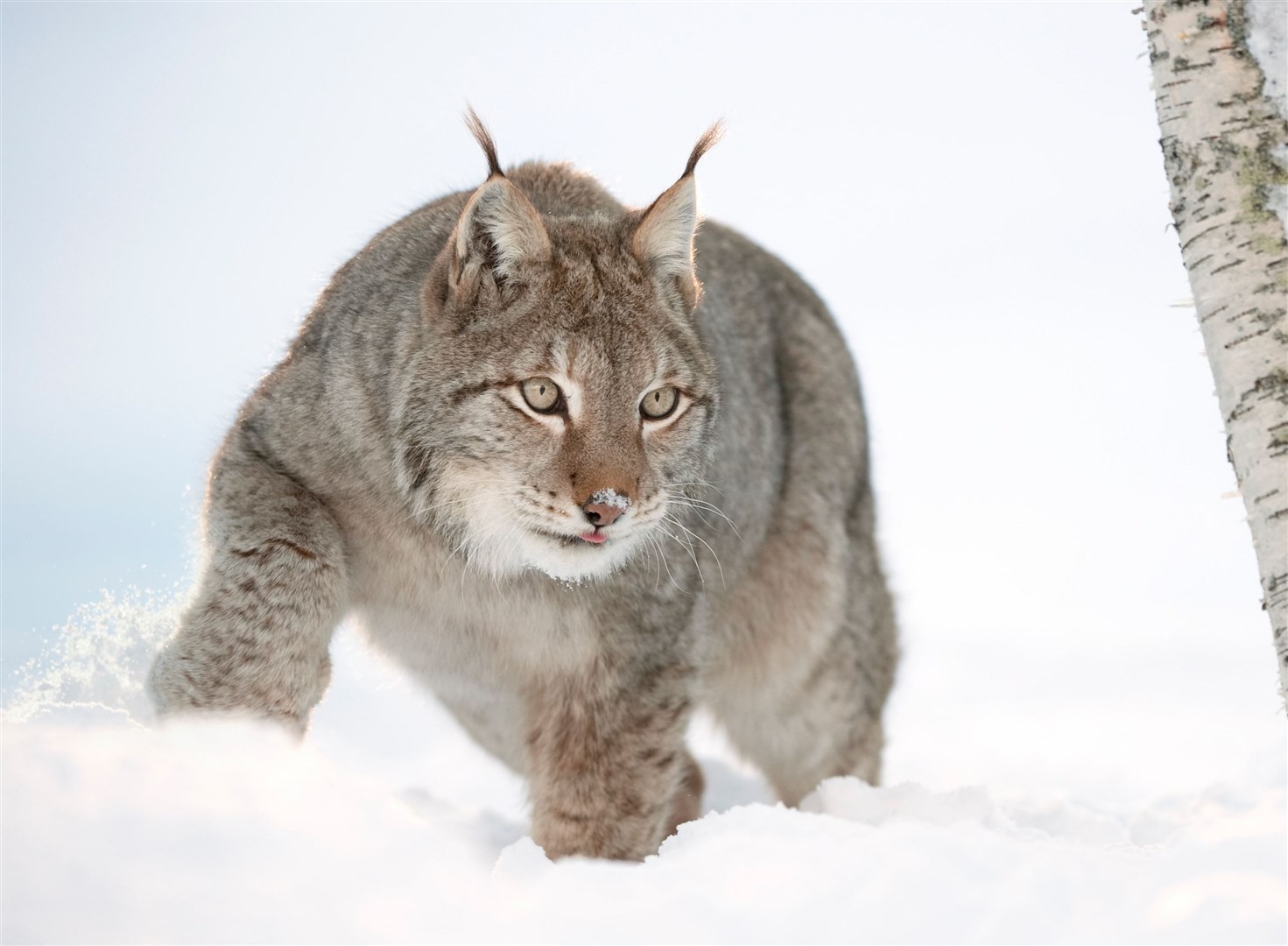 European Lynx (Lynx lynx) adult male in snow (taken in controlled conditions). Norway. March 2009. (Scotland: The Big Picture)