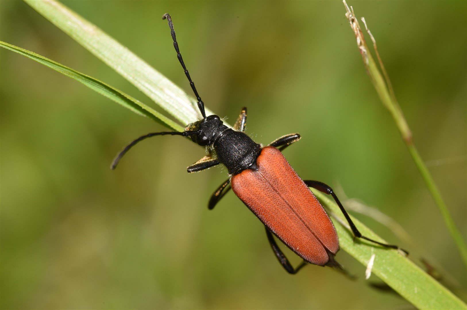 There will be a large scale search for the blood red long horn beetle. Picture: Genevieve Thompkins.
