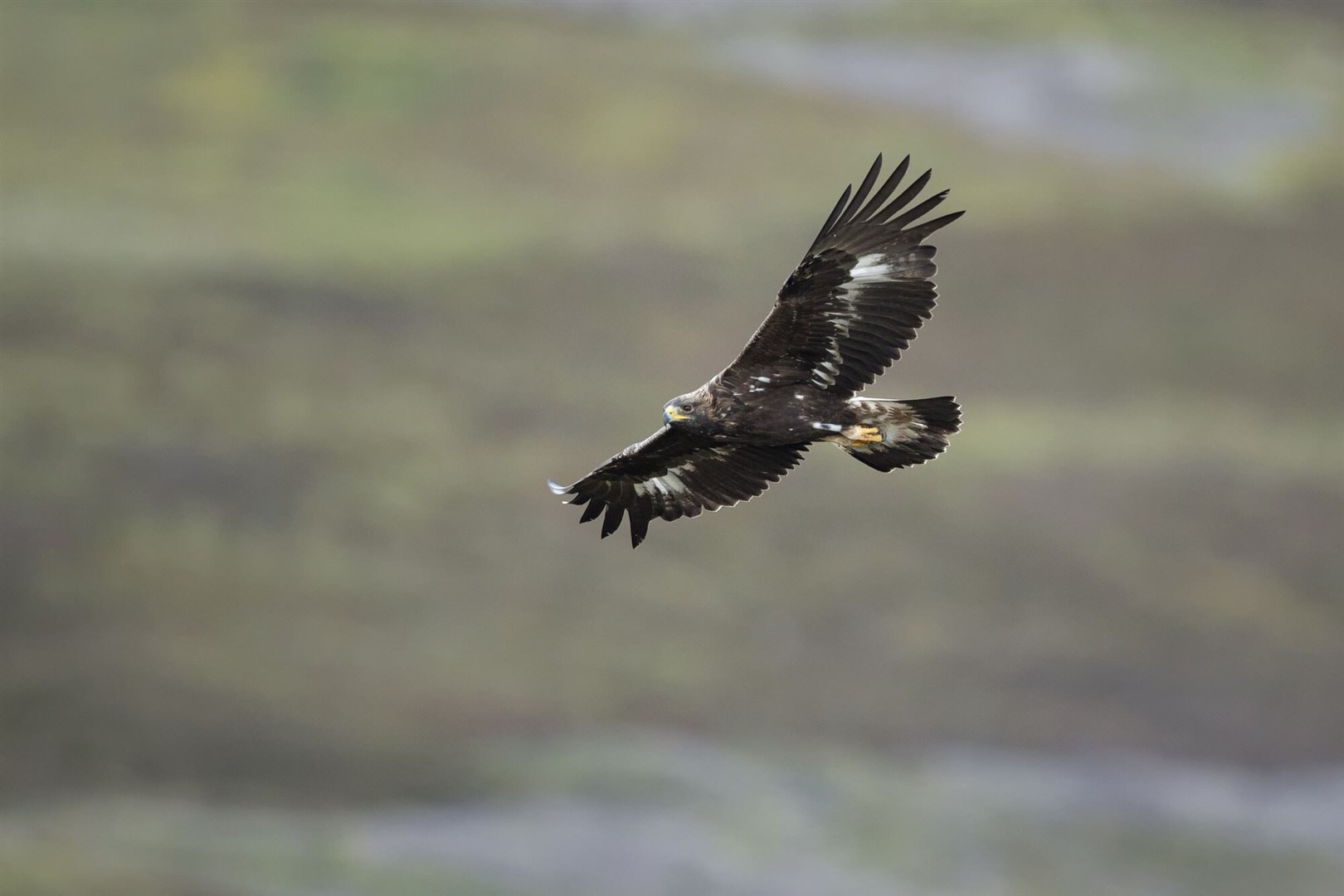 Ms Burgess has said new legislation will help tackle 'the scourge of wildlife crime and in particular the killing of Scotland’s golden eagles'. Picture: Mark Hamblin.