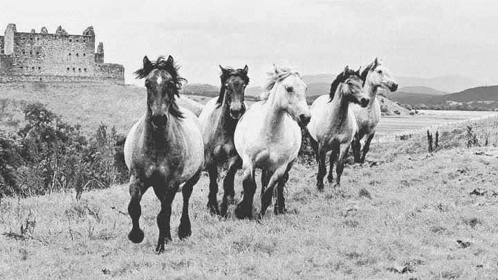 Ruaridh Ormiston's Highland Horse Fun ponies – pictured here by David Macleod – feature in Alyssa Mathews' latest video.