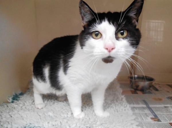 Beany Bear, one of the many cats who stay at the Inverness centre who need a new home