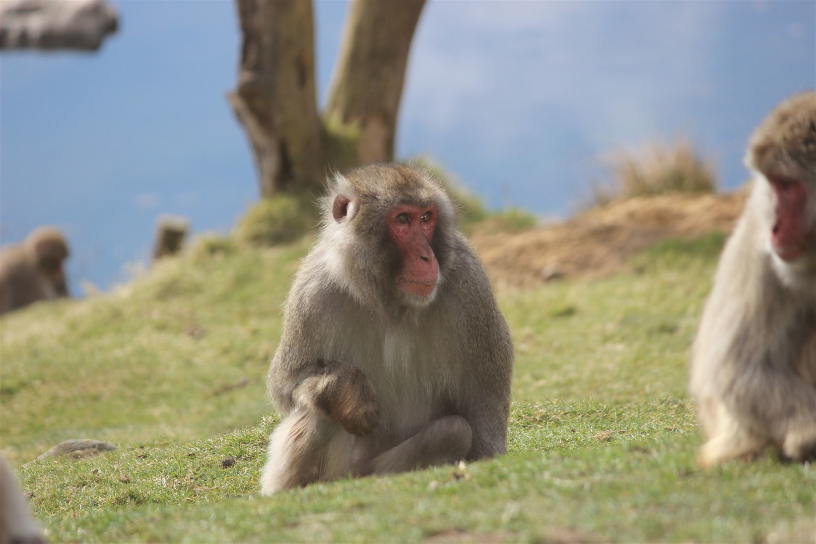 Honshu will be moving to a new home today with some of his pals from the Highland Wildlife Park. Picture: RZSS.