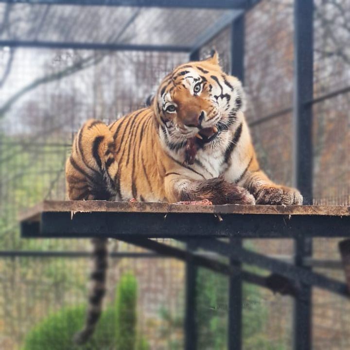 One of the Amur tigers at the popular Highland Wildlife Park which closed to the public on Tuesday.