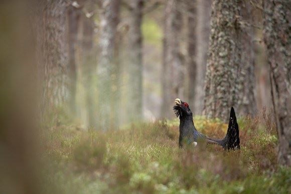 Efforts to conserve the capercaillie are to receive £2m from the National Lottery. The funds will create nine new jobs in the Cairngorms National Park.